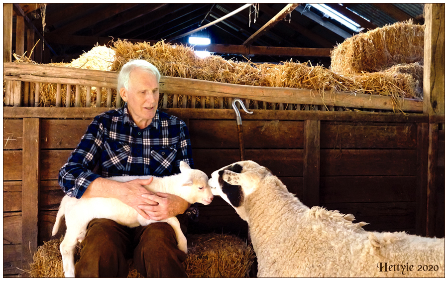 Tom with Sheep